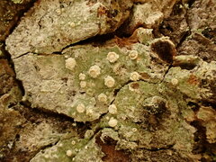 Pertusaria subambigens