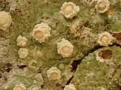 Pertusaria subambigens