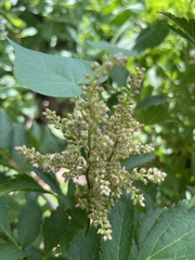 Astilbe