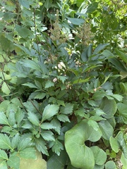 Astilbe