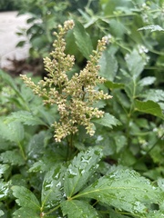 Astilbe