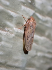 Ponana rubida