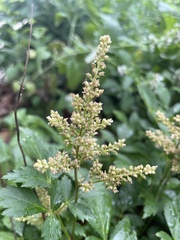 Astilbe