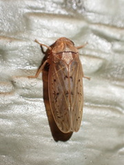 Ponana rubida