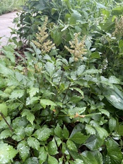 Astilbe