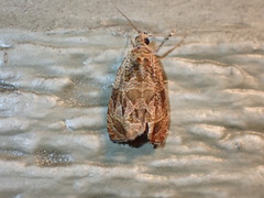 Olethreutes tilianum