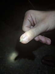 Ammotrechidae