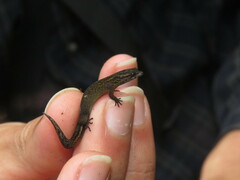Sphaerodactylus klauberi
