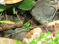 Sphaerodactylus klauberi