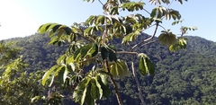 Cecropia pachystachya