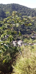 Cecropia pachystachya