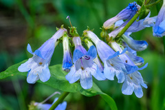 Penstemon wilcoxii