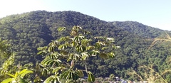 Cecropia pachystachya