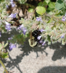 Bombus impatiens