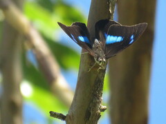 Archaeoprepona demophoon