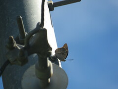 Archaeoprepona demophoon