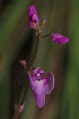 Utricularia benjaminiana