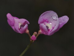 Utricularia benjaminiana