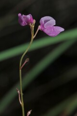Utricularia benjaminiana