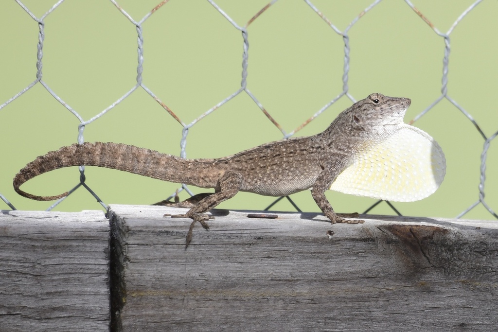 Cubitas Anole