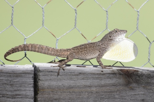 Cubitas Anole