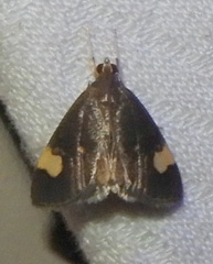 Evergestis unimacula