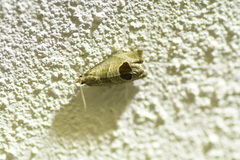 Notocelia uddmanniana