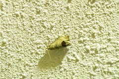 Notocelia uddmanniana