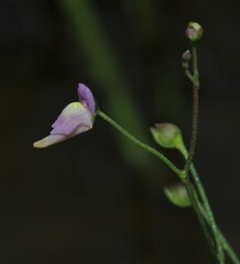 Utricularia viscosa