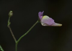 Utricularia viscosa