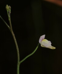 Utricularia viscosa