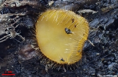 Cheilymenia stercorea