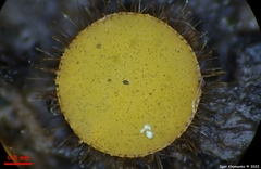 Cheilymenia stercorea