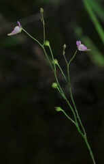 Utricularia viscosa