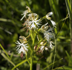 Platanthera leucophaea