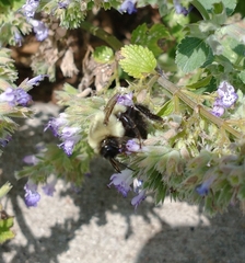 Bombus impatiens