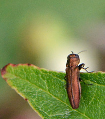 Agrilus cuprescens