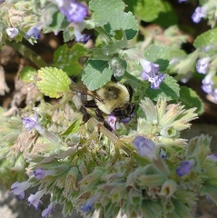 Bombus impatiens