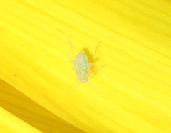 Miridae