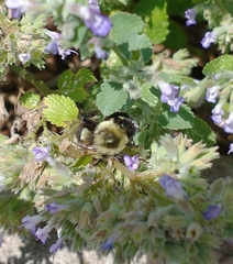 Bombus impatiens