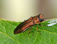 Agrilus cuprescens