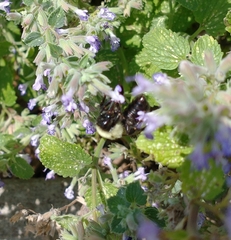 Bombus impatiens