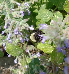 Bombus impatiens