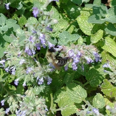 Bombus impatiens
