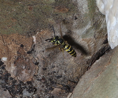 Vespula maculifrons