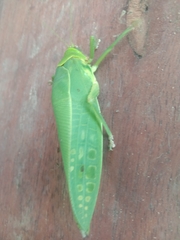 Pseudophyllus neriifolius