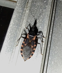 Triatoma sanguisuga