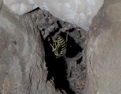Vespula maculifrons