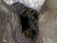 Vespula maculifrons