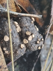 Poronia erici
